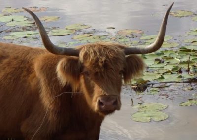 Highlands cow having a drink